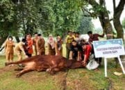 Tata Cara Menyembelih Hewan Kurban yang Benar