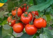 Tomat Tak Hanya Merah! Ini 7 Jenis Tomat yang Wajib Dikenal, dari Camilan Sehat hingga Bahan Saus