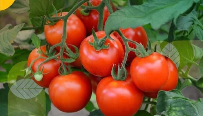 Tomat Tak Hanya Merah! Ini 7 Jenis Tomat yang Wajib Dikenal, dari Camilan Sehat hingga Bahan Saus