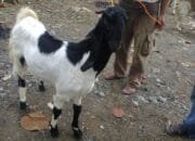 Usai Idul Adha, Menu Berbasis Daging Jadi Primadona Hidangan Makan Keluarga