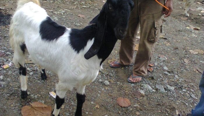 Usai Idul Adha, Menu Berbasis Daging Jadi Primadona Hidangan Makan Keluarga