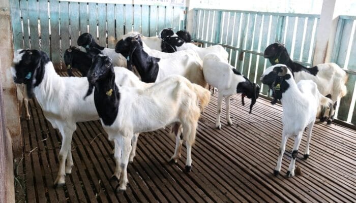 Satu Kambing untuk Satu Keluarga: Solusi Praktis untuk Berkurban