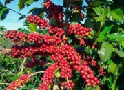 Tak Sekadar Pengusir Kantuk, Ini 6 Manfaat Kopi untuk Kesehatan Tubuh