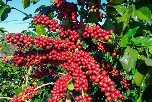 1696: Awal Mula Perjalanan Kopi di Nusantara — Berawal dari Bibit Yaman yang Gagal Tumbuh di Batavia