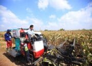 Wapres Gibran Hadiri Panen Raya Jagung di Banyuasin, Titip Pesan Presiden Prabowo